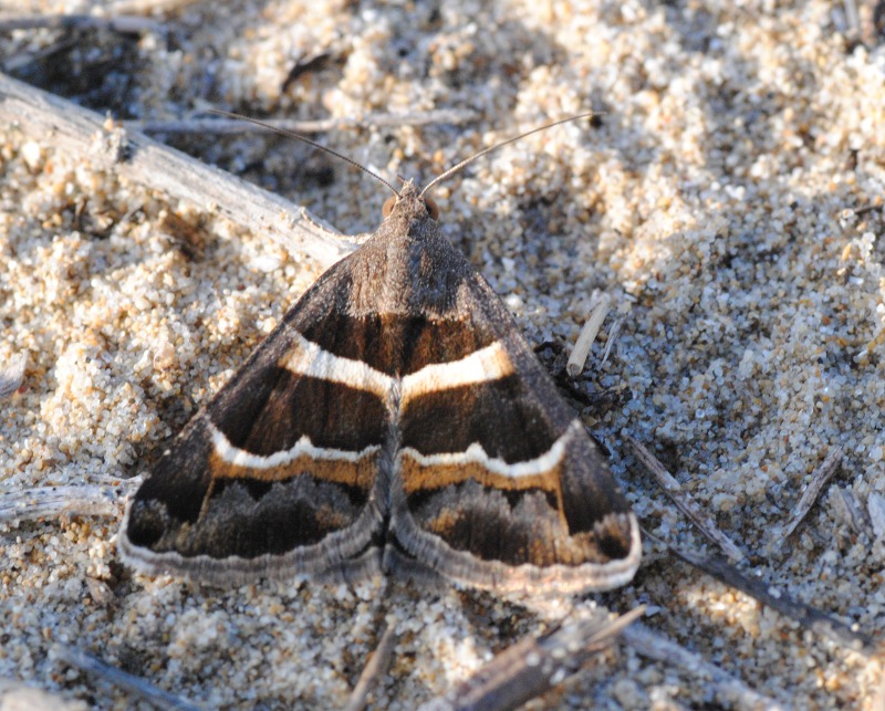 Identificazione